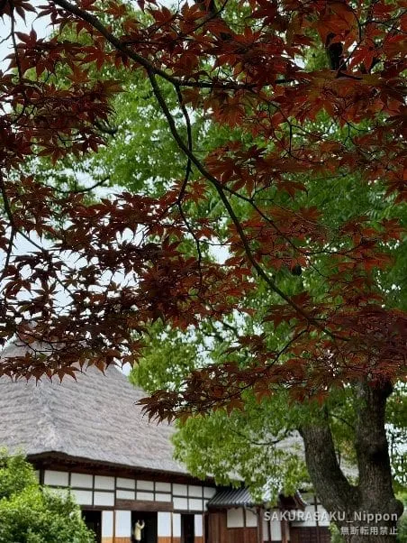 Maples in red and green above the school buildings