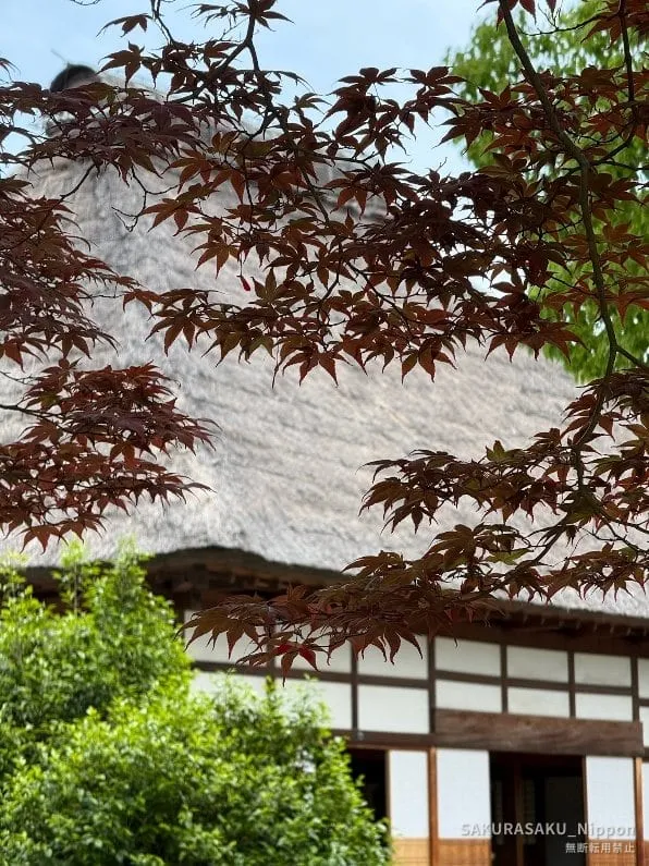 Red maple leaves against the thatched roof of the main hall