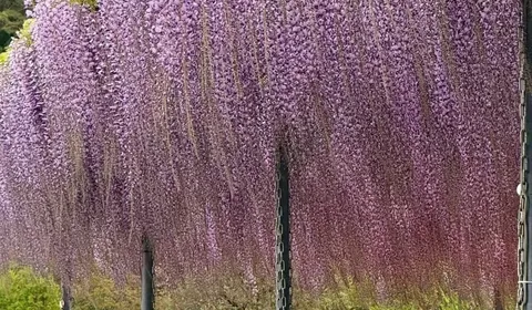 Ashikaga Flower Park: The Great Wisteria, and Nights from the World of Demon Slayer