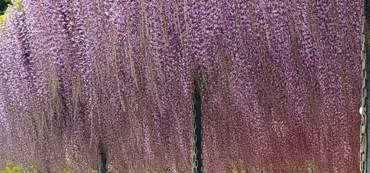 Ashikaga Flower Park: The Great Wisteria, and Nights from the World of Demon Slayer