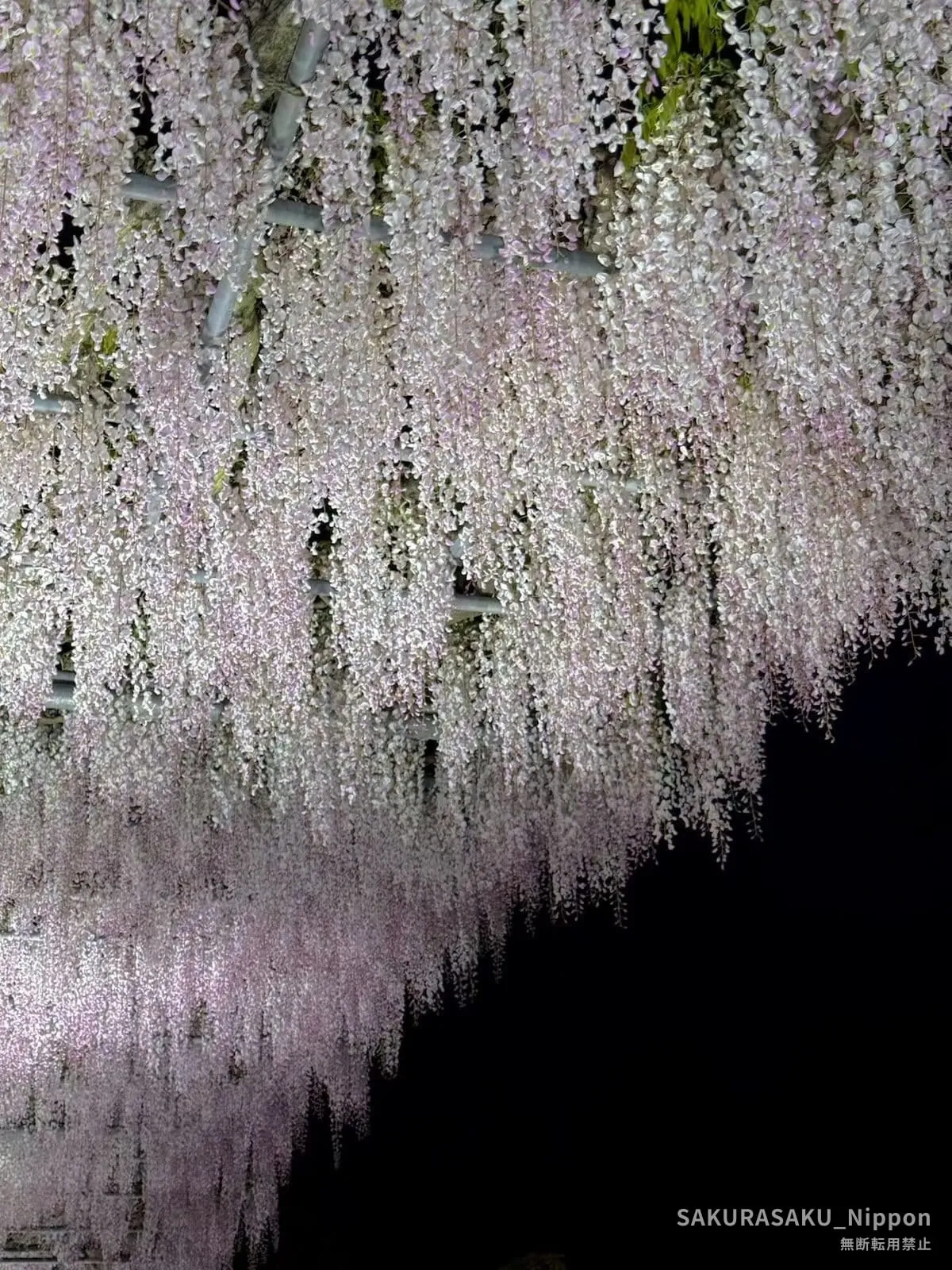 Pale wisteria illuminated at night, hanging in a soft curtain of flowers