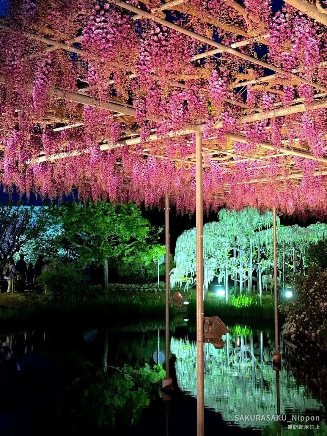 Pink wisteria lit at night, mirrored in the park's pond