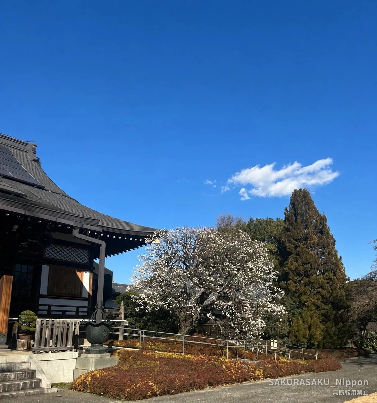 The main hall of Fukuzōin and the temple grounds, with a white-blossoming tree against a clear blue sky