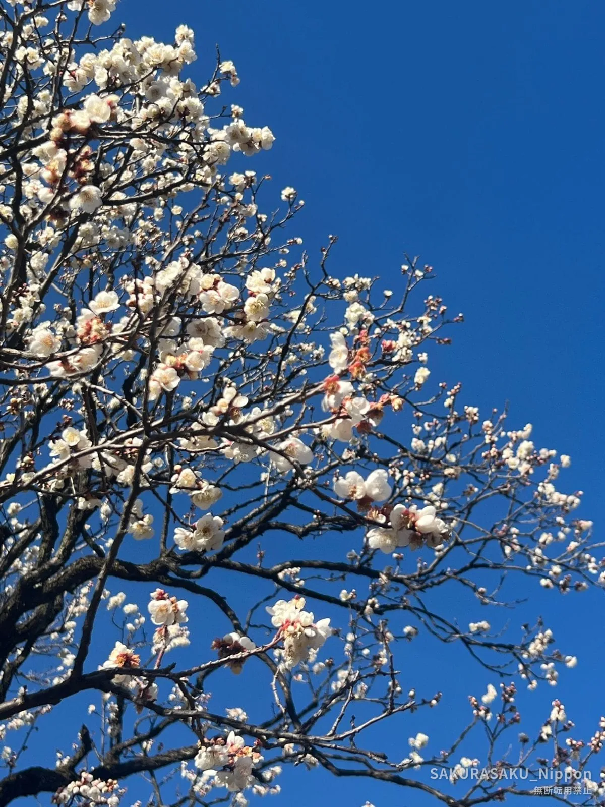 Plum branches against a deep blue winter sky at Fukuzōin