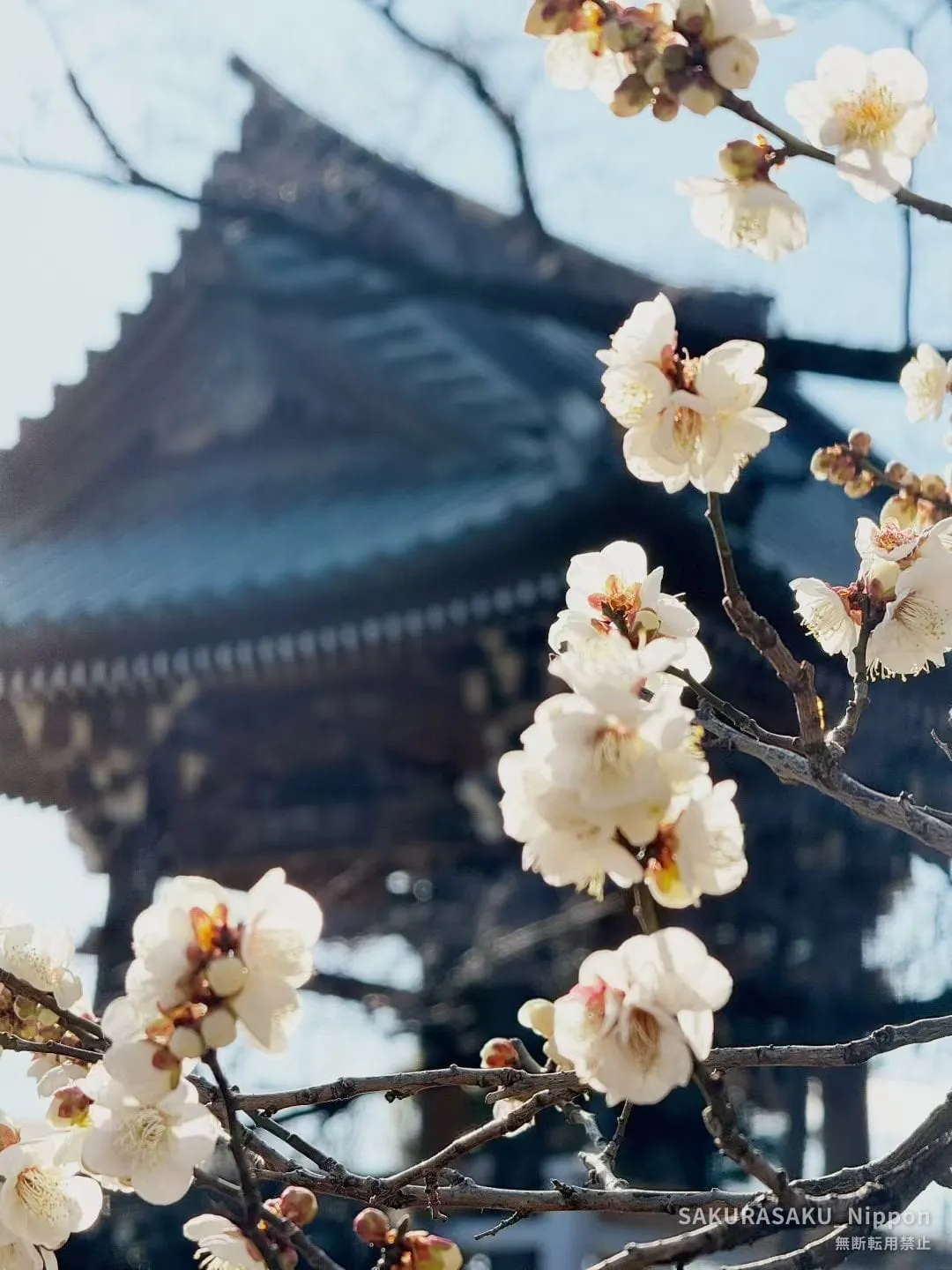 Plum blossom in front of the temple roofline at Fukuzōin