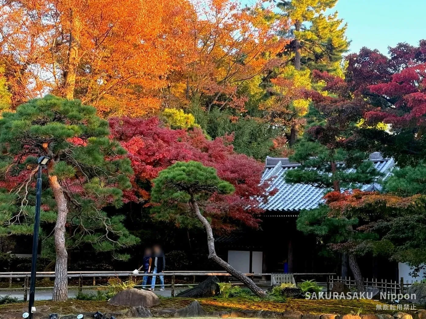 The garden path beneath the maples and pines, with the temple hall behind