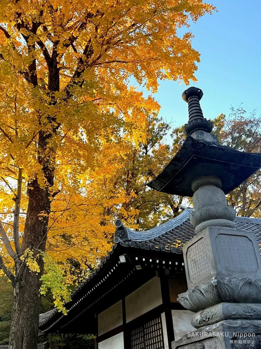 A great ginkgo in full yellow above the temple roof