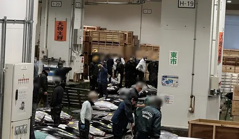 Toyosu Market Tuna Auction: How the Free Lottery Actually Works