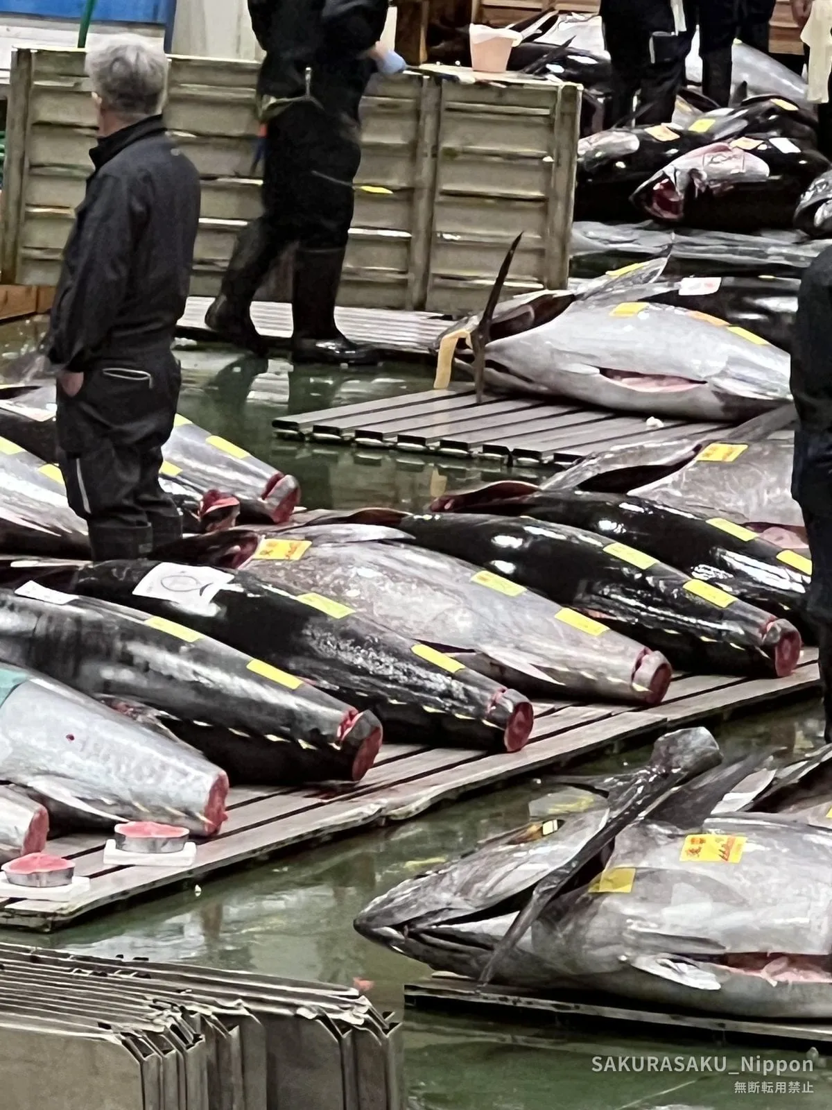 Buyers inspecting fresh tuna laid out on the green floor of the large-fish hall at Toyosu Market before dawn