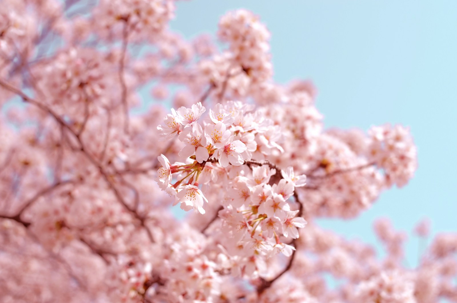 Cherry blossoms in full bloom